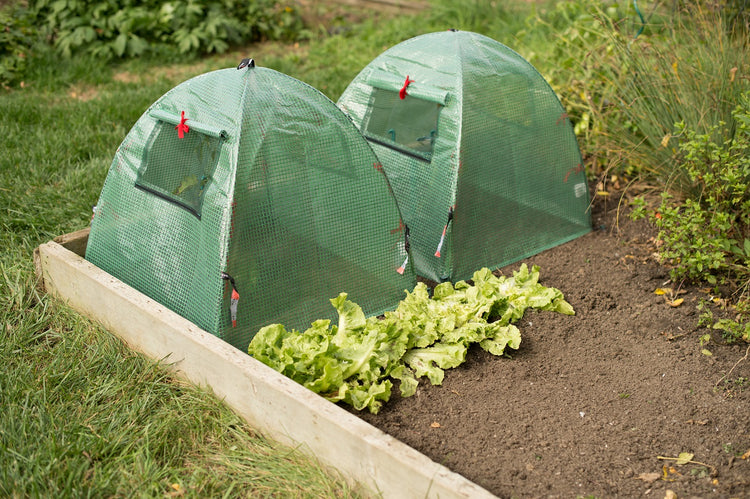 POP Open Greenhouse Cover 28" x 28" x 30" 2-PACK